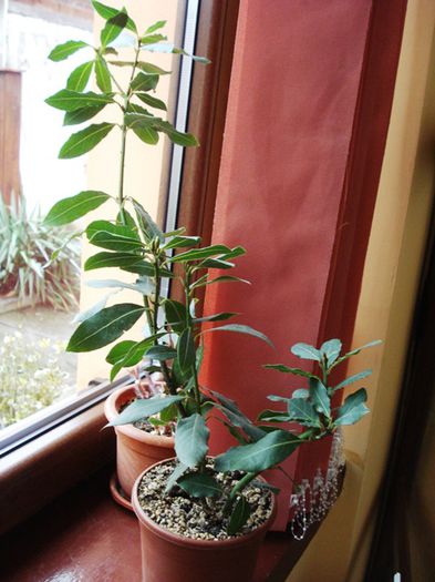 de 1 Martie, scoase de la iernat (27)