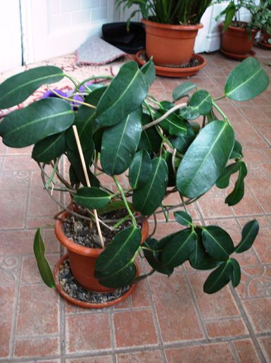 de 1 Martie, scoase de la iernat (28)