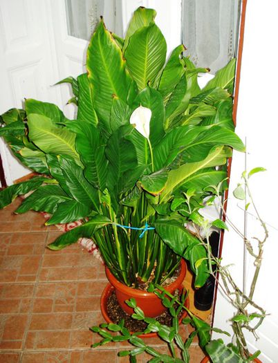 de 1 Martie, scoase de la iernat (31) - b 2015 - in interior