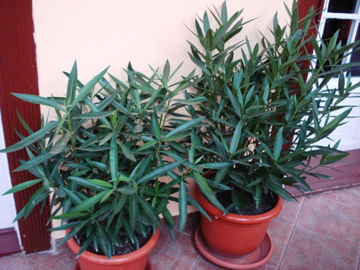 de 1 Martie, scoase de la iernat (33) - b 2015 - in interior