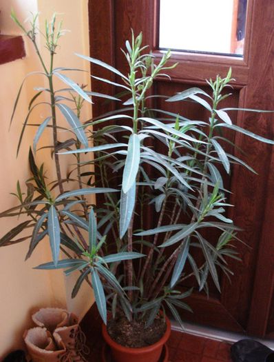 de 1 Martie, scoase de la iernat (34) - b 2015 - in interior