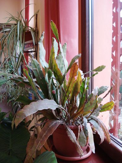 de 1 Martie, scoase de la iernat (35) - b 2015 - in interior