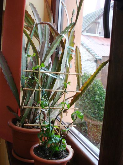 de 1 Martie, scoase de la iernat (38) - b 2015 - in interior