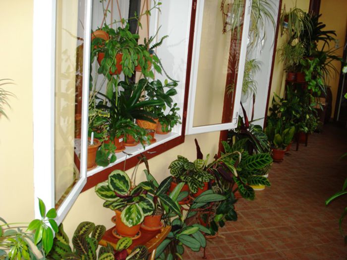jungla de acasa (8) - b 2015 - in interior