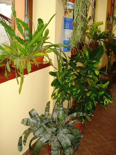 jungla de acasa (11) - b 2015 - in interior
