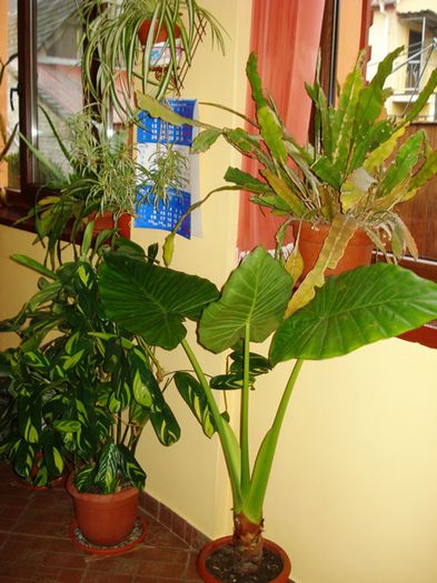 jungla de acasa (13) - b 2015 - in interior