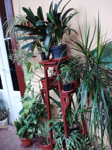 jungla de acasa (14) - b 2015 - in interior