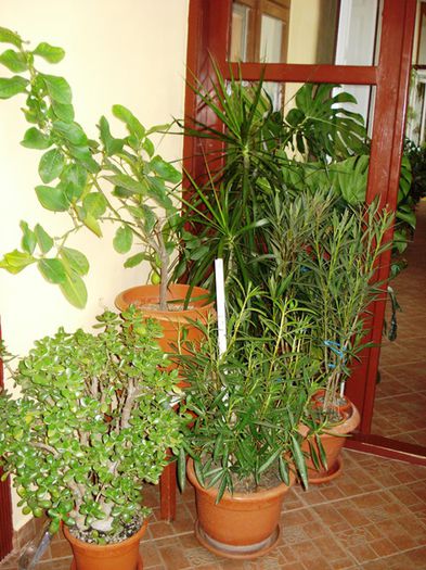 jungla de acasa (17) - b 2015 - in interior