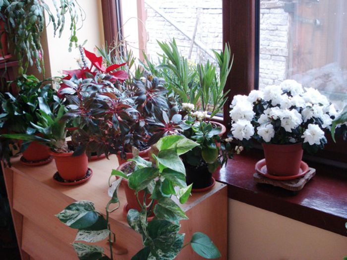 jungla de acasa (18) - b 2015 - in interior
