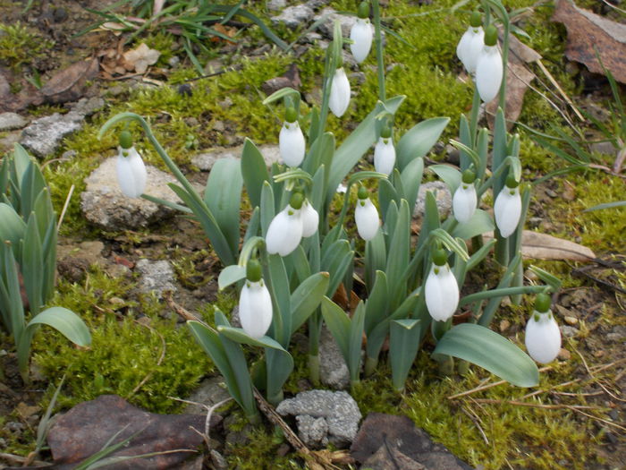 DSCN1270 - 2015 flori din gradina mea