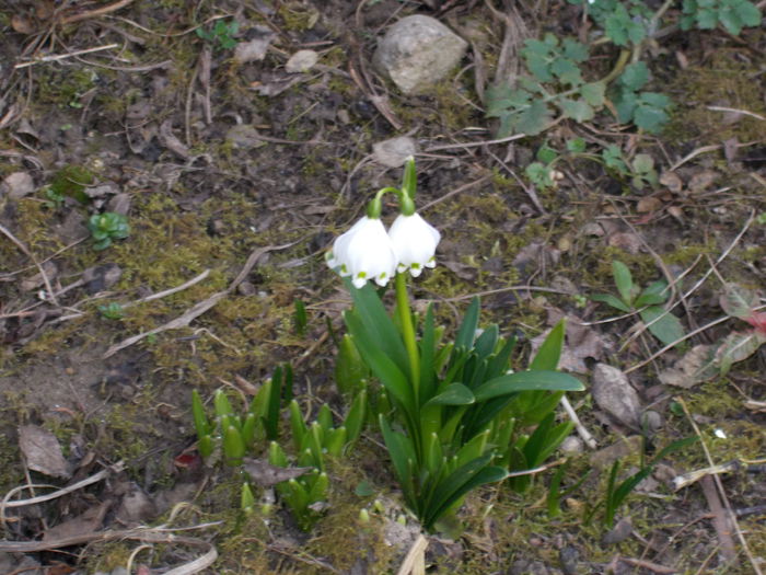 DSCN1294 - 2015 flori din gradina mea