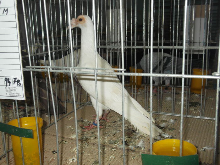 DSCF6711