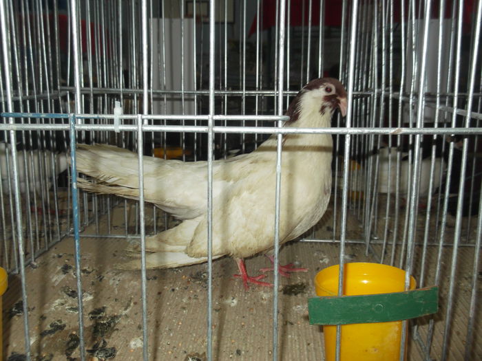 DSCF6712