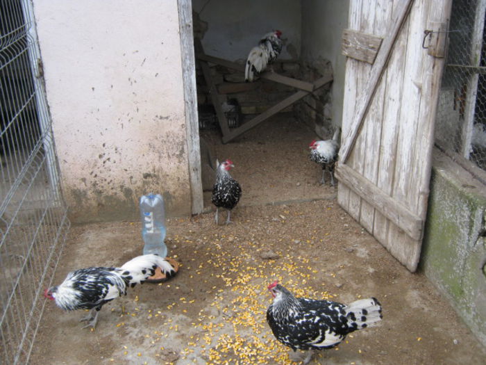 IMG_4506 - Gaini Hamburg