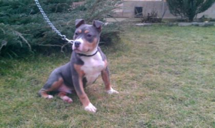 4 luni 20 zile - PITBULL BOLIO Tricolor blue mascul