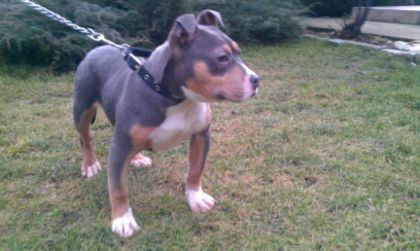 1425216323705 - PITBULL BOLIO Tricolor blue mascul