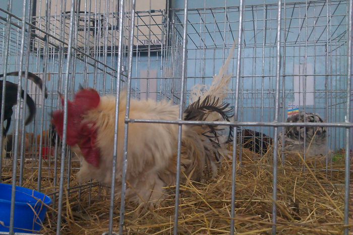 IMAG0213 - Expozitie Iasi 2015