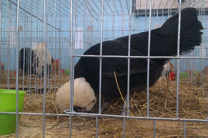 IMAG0216 - Expozitie Iasi 2015