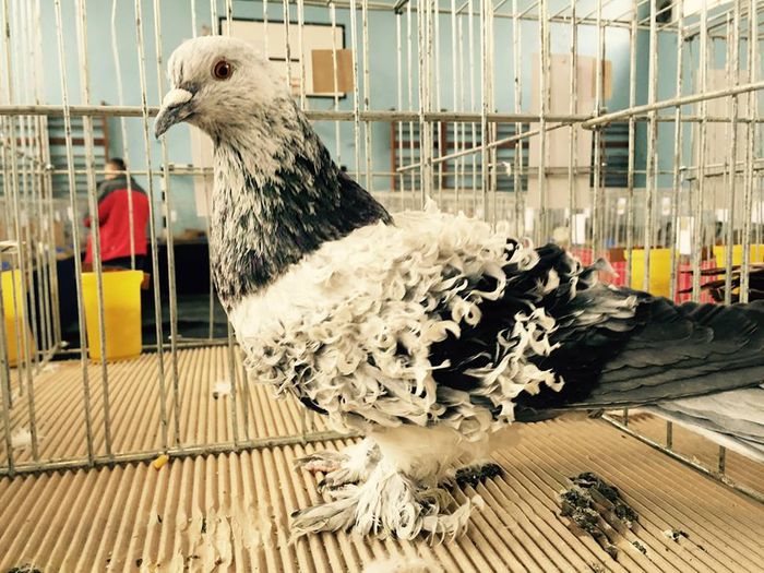 10929988_10203702333818899_5998484722557093787_n