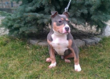 1425216710782 - PITBULL BOLIO Tricolor blue mascul