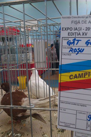 IMAG0233 - Expozitie Iasi 2015