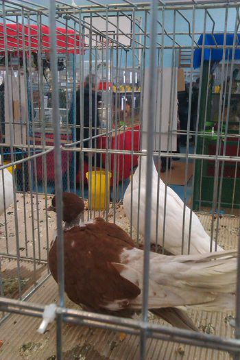 IMAG0234 - Expozitie Iasi 2015