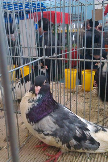 IMAG0239 - Expozitie Iasi 2015