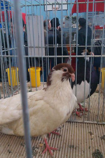 IMAG0240 - Expozitie Iasi 2015