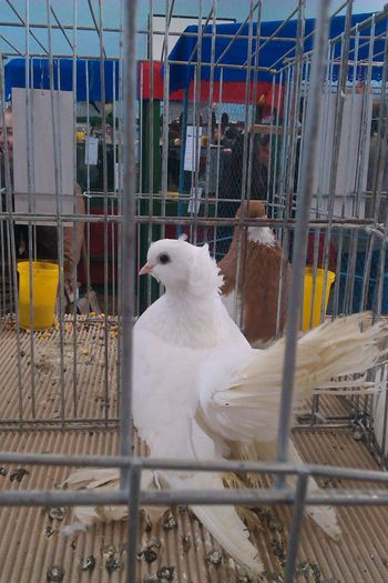 IMAG0244 - Expozitie Iasi 2015