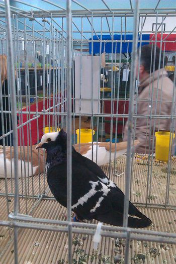 IMAG0245 - Expozitie Iasi 2015