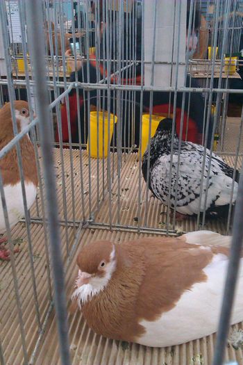 IMAG0247 - Expozitie Iasi 2015
