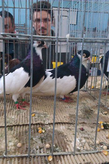 IMAG0254 - Expozitie Iasi 2015