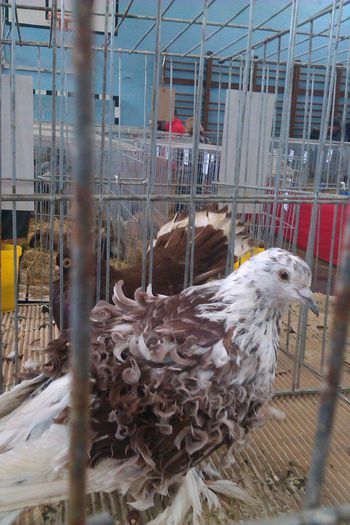 IMAG0270 - Expozitie Iasi 2015