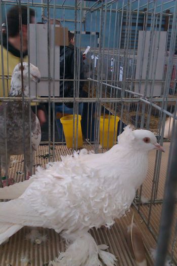 IMAG0272 - Expozitie Iasi 2015