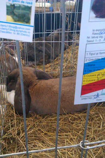 IMAG0280 - Expozitie Iasi 2015