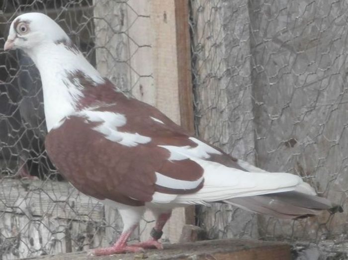 Dat in Luxembourg la Cosmin