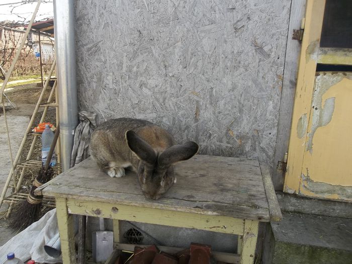 Mascul februarie 2014     95,5 puncte de vanzare 005 - Mascul urias gri de 95 5 puncte vandut