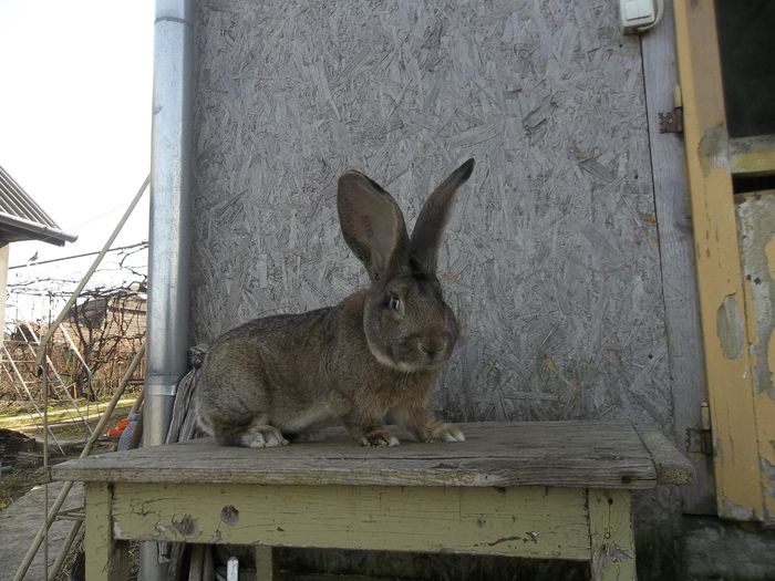 Mascul februarie 2014     95,5 puncte de vanzare 003 - Mascul urias gri de 95 5 puncte vandut