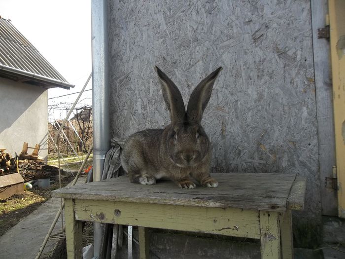 Mascul februarie 2014     95,5 puncte de vanzare 001 - Mascul urias gri de 95 5 puncte vandut