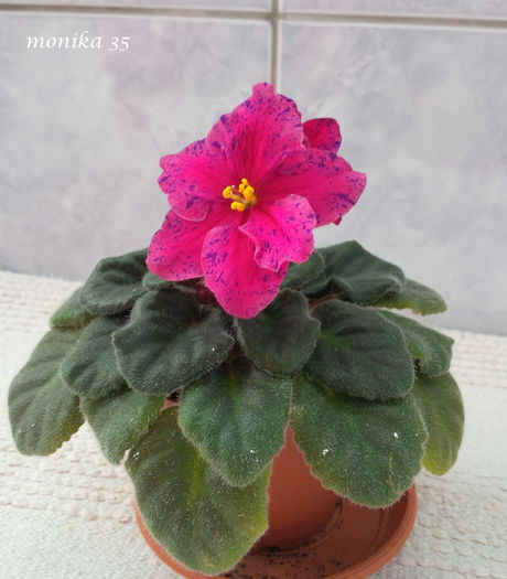 1 Martie 2015 - LIVE WIRE-PIERDUT