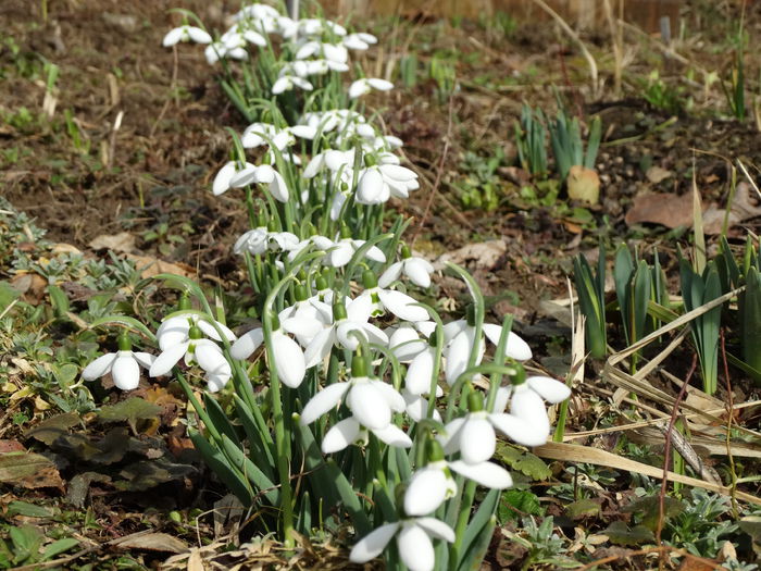 28.02.2015 adevarata primavara - m-iarna2014-2015