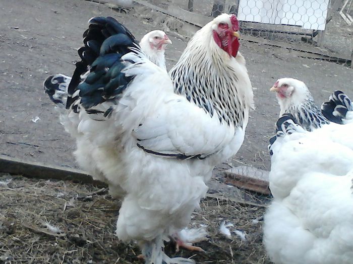 DSC_0518 - BRAHMA 2015