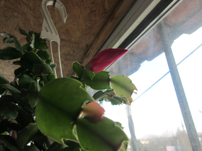 schlumbergera-boboc - flori de februarie 2015