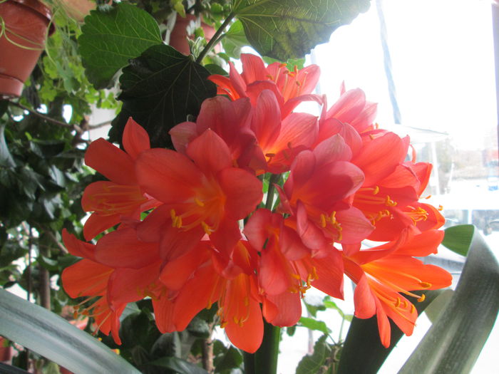 clivia - flori de februarie 2015