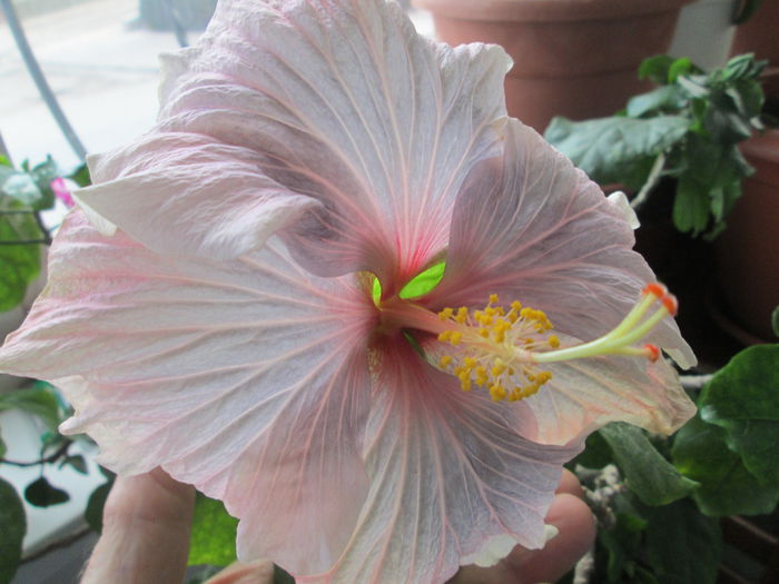 hibiscus - flori de februarie 2015