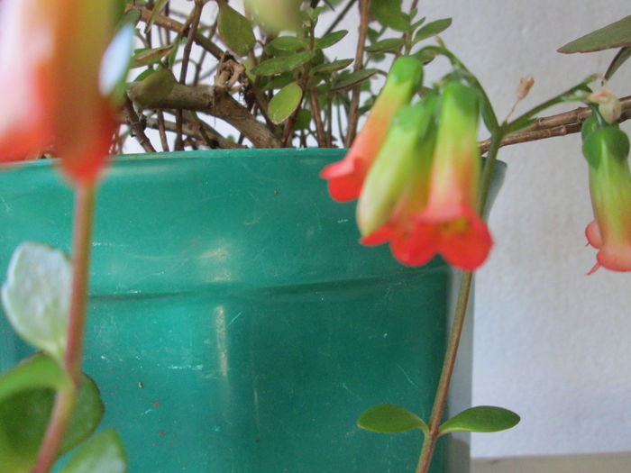 kalanchoe tessa - flori de februarie 2015