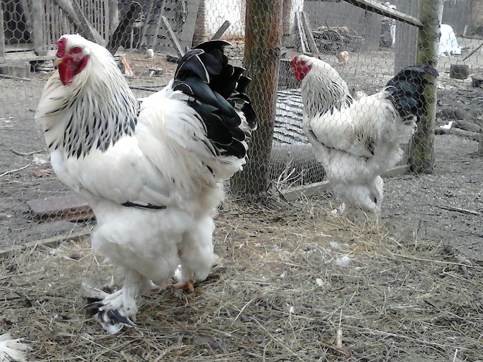 DSC_0522 - BRAHMA 2015