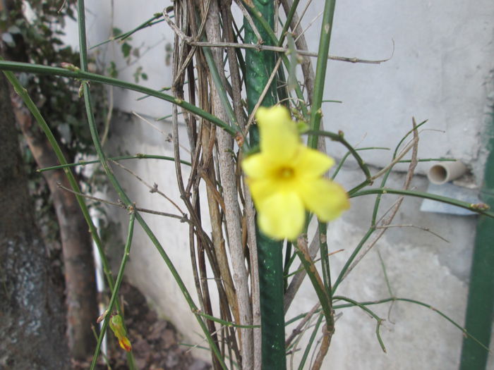 jasminum de gradina - flori de februarie 2015