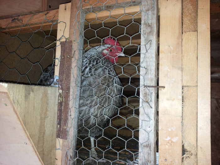 ea e in concediu ,cloceste :))