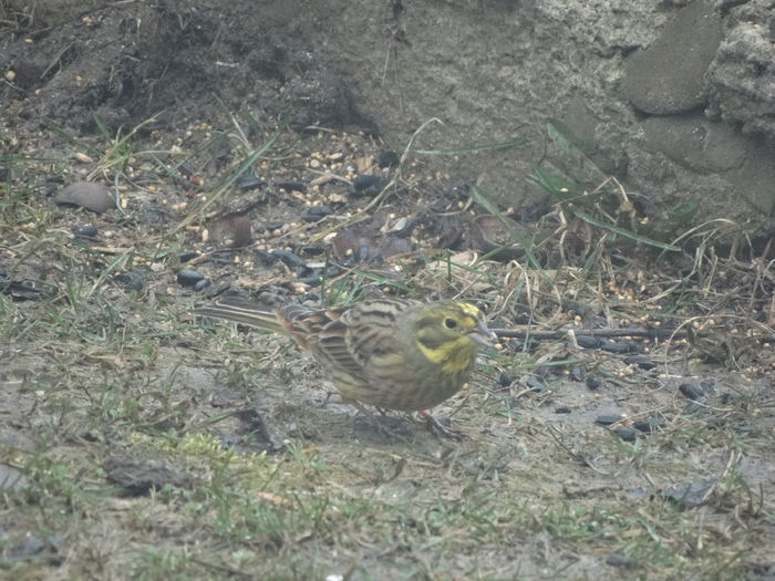 a revenit presura galbena